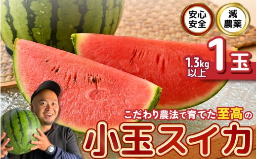 【先行予約】 安心安全！減農薬！こだわり農法で育てた至高のピノガール (小玉スイカ) 1玉 (1.3kg以上) 【2026年7月中旬以降順次発送予定】 【スイカ 西瓜 すいか デザート 果物 くだもの