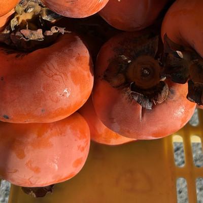 ふるさと納税 多気町 【令和8年先行予約】優しい農園　フードロス次郎柿　5kg　20数個〜30数個目安　大きな傷等　訳あり |  | 03