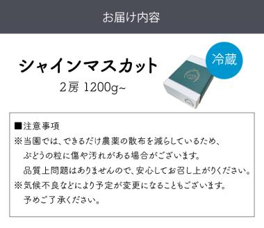 泉州ぶどう シャインマスカット 2房【065D-015】