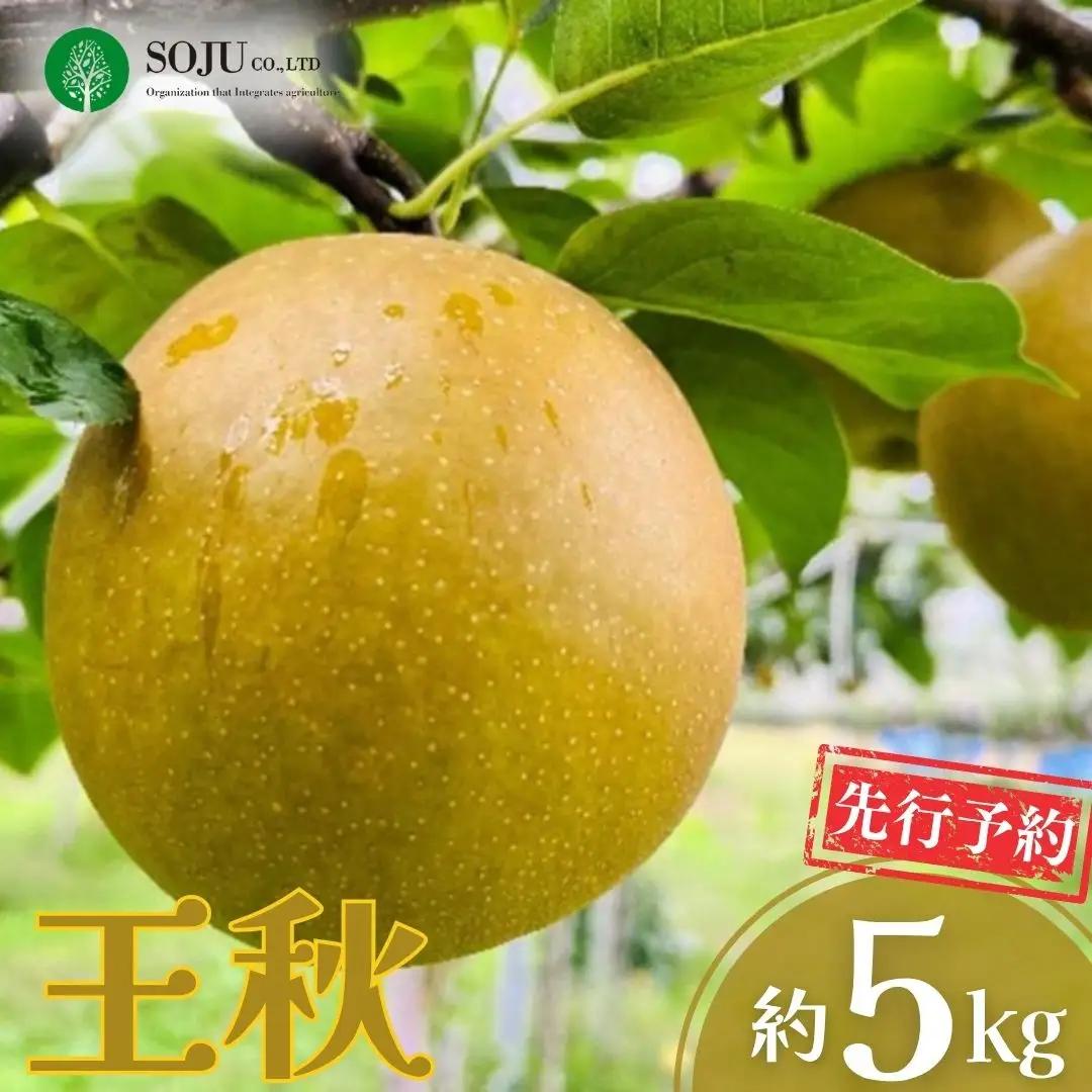 先行予約 和梨 王秋 約5kg 令和8年度 贈答用 新潟県 三条市産 [三条果樹専門家集団]
