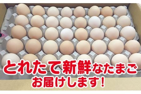 ひまわりたまご紅白セット　半年セット※破卵補償
