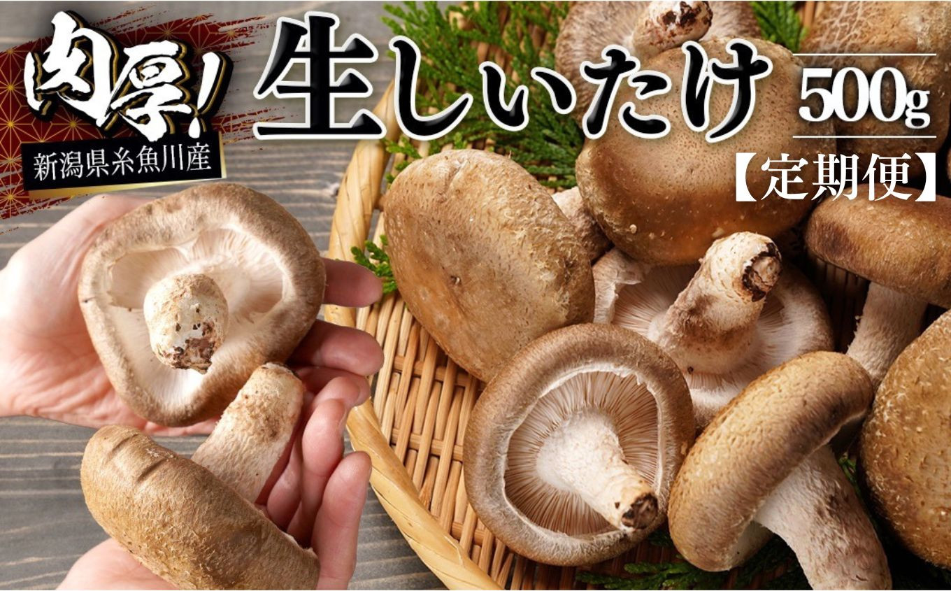 
                  【定期便】生しいたけ 500g(肉厚椎茸9～12個)×3ヶ月お届け 計1.5kg 11月以降に初回発送【焼山しいたけ園の手のひらシイタケ 新鮮 ジャンボ 農家直送 きのこ 新潟県 糸魚川】
                