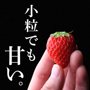 大容量 小粒いちご  【 いちご 】