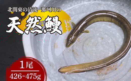 天然鰻 北関東の清流「那珂川産」 1尾 426～475g 真空冷凍 | 鰻 うなぎ ウナギ 天然 天然うなぎ 希少 貴重 鮮魚 新鮮 北関東 清流 蒲焼 かば焼き 白焼き 炭火焼 うな重 うな丼 Riverline 栃木県 茂木町