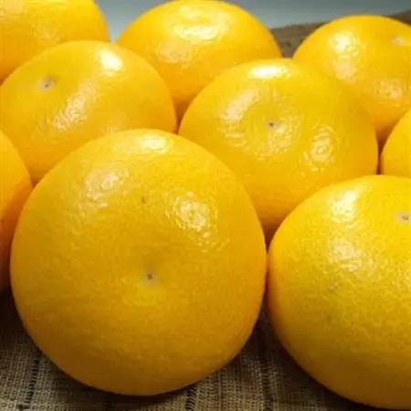 八朔(はっさく) 秀品 [約10kg]和歌山県有田産春みかん(果実サイズおまかせ)【1223502】