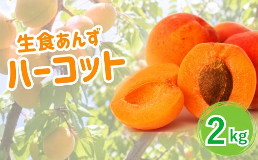 肉厚ジューシー！濃厚あんずを農園直送