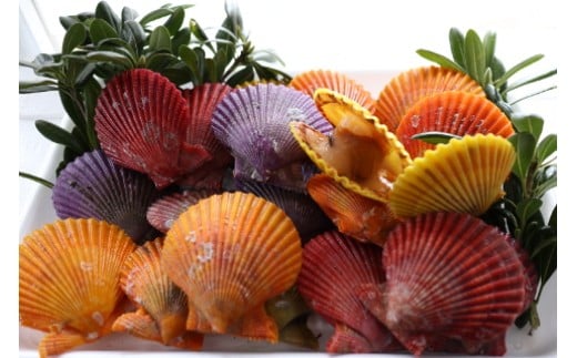 イロトリドリヒオウギ貝20枚セット