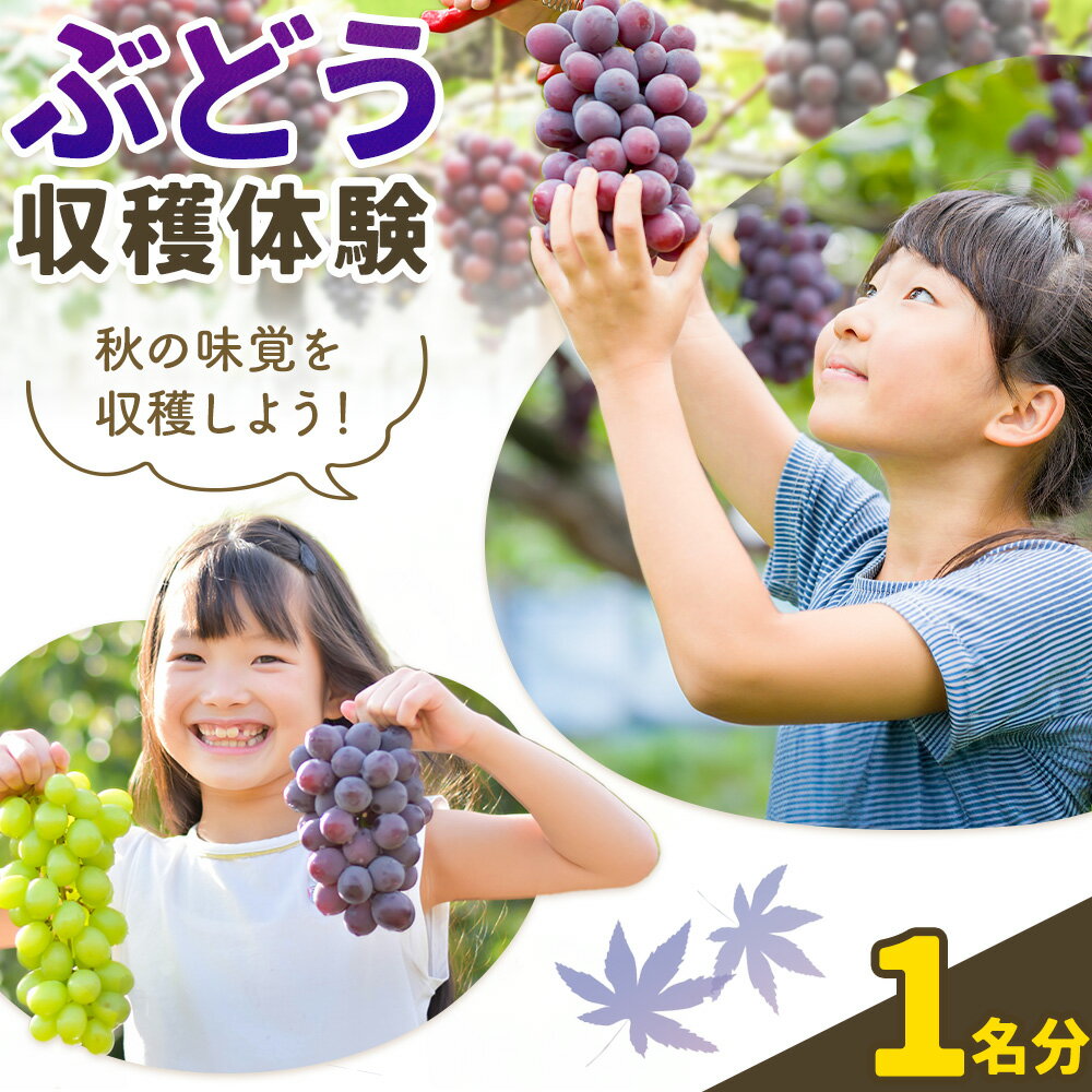 【ふるさと納税】体験 チケット ぶどう 収穫 体験 1名分 株式会社シグマサポート《30日以内に出荷予定(土日祝除く)》三重県 東員町 ぶどう 収穫 体験 チケット シャインマスカット クイーンニーナ デラウェア 巨峰 送料無料