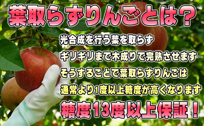 2月発送【 糖度保証 】贈答用 葉取らず サンふじ 約 5kg 【 特選 】鶴翔りんごGAP部会 青森県産 津軽産 リンゴ 林檎 果物 JGAP認証 安心 丸かじり 甘い 高糖度 ギフト