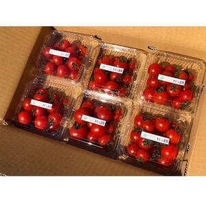 【朝どり直送】きむら農園の高濃度ミニトマト約1.0kg　うれしい小分け6パック完熟フルーツミニトマト【配送不可地域：離島・北海道・沖縄県・東北・中国・四国・九州】【1494645】