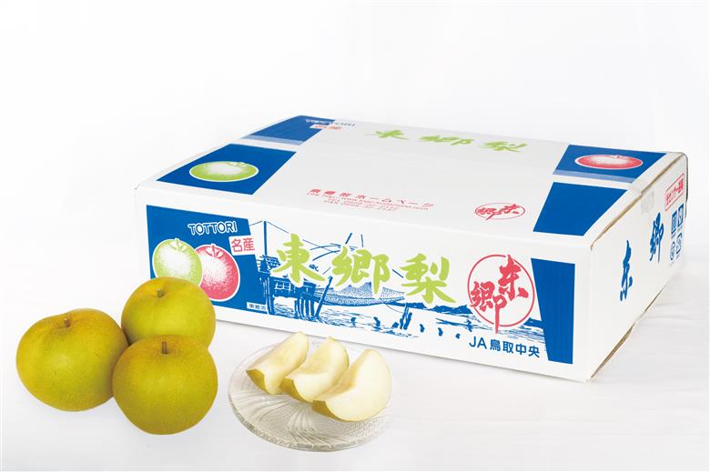 梨 なし 新甘泉 5kg 東郷 (1MS.)| しんかんせん 鳥取県 湯梨浜町 果物 フルーツ 特産品 2026年 先行予約 先行受付