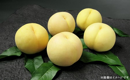 74-12 清水白桃5～7玉（計1.5kg以上）【2025年7月中旬～7月下旬発送予定】