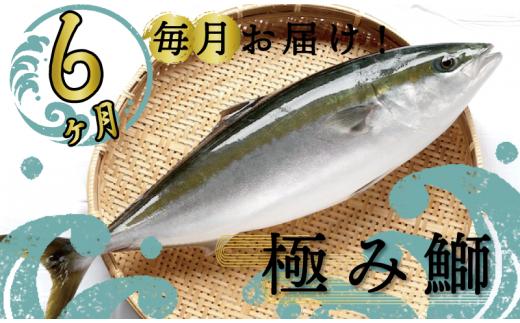 
定期便 6ヶ月 6回 毎月 届く ぶり ブランド 極みブリ 須崎【下処理有】 刺身 刺し身 鰤しゃぶ 海鮮 魚介 サカナ さかな 魚 KS17000
