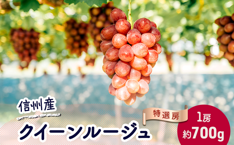 ぶどう クイーンルージュ 約700g（1房）果物 フルーツ デザート 信州 長野 駒ケ根市