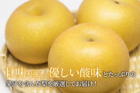 【先行予約】幸水梨 5kg前後 (8～14個) たっぷりの果汁を含んだジューシーな梨！【2026年8月中旬以降順次発送予定】【梨 幸水梨 なし フルーツ 甘い みずみずしい 果実 果物 新鮮 お土産 