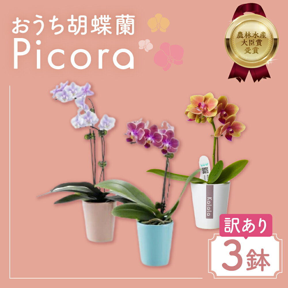 【ふるさと納税】胡蝶蘭『ピコラ』 ミディ 3鉢 セット 花 鉢花 訳あり おまかせ 鉢植え ランキング 一位 セット 鉢花 ラン ミディ 自宅用 観葉植物 インテリア お花 グリーン 愛知県 豊橋市 渥美半島 10000円 1万円