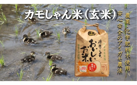 令和6年度島根県産コシヒカリ 「カモしゃん米」（玄米）5kg 【 こしひかりお米 農家直送 無農薬 化学肥料不使用 玄米 安心 安全 新米 令和6年度産 Ａ-151】