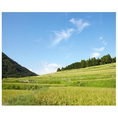 ふるさと納税 安田町 新米予約 5kg【令和7年産】高知県安田町産 |  | 01