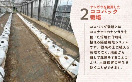【ふるさと納税】【先行予約】今川農園のミニトマト アイコ 2kg 先行予約受付 期間限定 季節限定 野菜 国産 完熟 やさい フルーツ トマト 完熟 千果 ミニトマト イエロー プチトマト イエロート