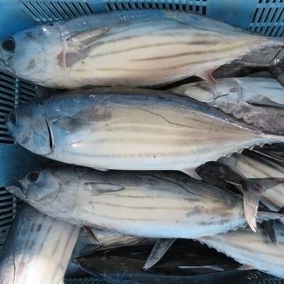 ふるさと納税 四万十市 本生!老舗魚屋が厳選 カツオの食べ比べセット!カツオ藁焼きタタキと刺身(合計800g) R5-230 |  | 02