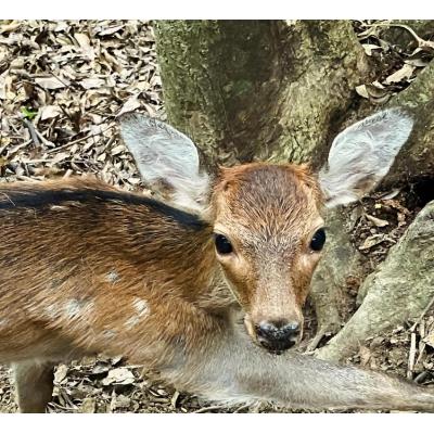 ふるさと納税 土佐清水市 【6回定期便】無添加ドッグフード:しかにくジャーキー(3P/月)鹿肉 犬用 ドライフードJ00014 |  | 02