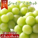 【ふるさと納税】【選べる内容量！】西部ぶどう園 シャインマスカット 4～5房 約2kg もしくは 2房 約1.2kg 葡萄 フルーツ 果物【 マスカット 皮ごと パリッ 美味しい 白ぶどう 高糖度 詰合せ 甘い 】※2024年9月初旬～10月初旬頃に順次発送予定 ※沖縄・離島への配送不可