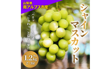 ＜2026年発送先行予約＞朝どれ新鮮！キラキラ大粒！ご褒美シャインマスカット 1.2kg以上（2～3房）ALPDY001