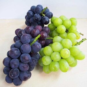 旬食べ比べ！ピオーネ＆翠峰 約3kg ★8月下旬以降発送★【2025年8月下旬～2025年9月下旬発送】【A260-frks153】