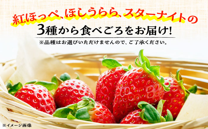 【先行予約】【数量限定20セット】島野農園のいちご（400g×2パック） 紅ほっぺ ほしうらら スターナイト 【島野農園】 [AKHV002]