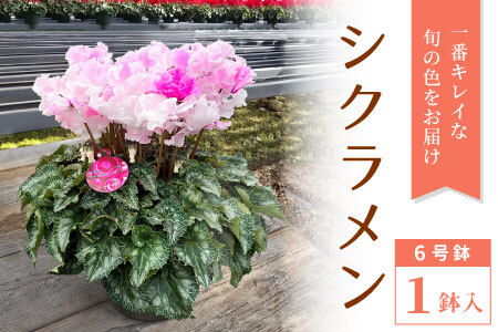 〈予約品〉旬の色をお届け シクラメン6号鉢 赤 ピンク 白 クリスマス 鉢花 花 冬の花 -035