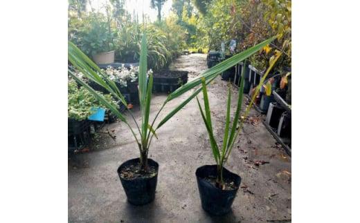 素敵な植物 ココスヤシ 2本セット