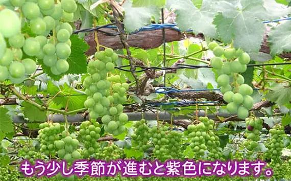 岩井の巨峰（令和8年産）約2.5kg ／ 葡萄 ブドウ ぶどう 果物 くだもの フルーツ 新鮮 自然 甘い 酸味 バランス 大きい 高品質 果実 茨城県 特産品 No.908