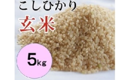 
                  大山の一粒　玄米 5kg
                