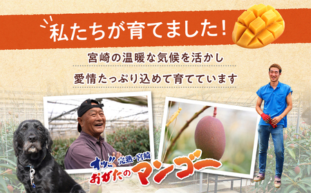 【先行予約・数量限定】おがたのマンゴー　完熟宮崎マンゴー　5Lサイズ(650～699g)×1個 完熟 くだもの ギフト