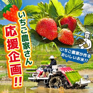 【定期便3回】ミルキークイーン 玄米 約4kg