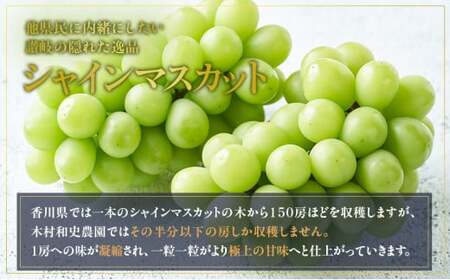 【早期予約】朝採りシャインマスカット 約2kg(3房～4房) 名峰讃岐富士育ち 煌めきの果実 マスカット シャインマスカット ぶどう 葡萄 ブドウ フルーツ 果物 香川県 丸亀市