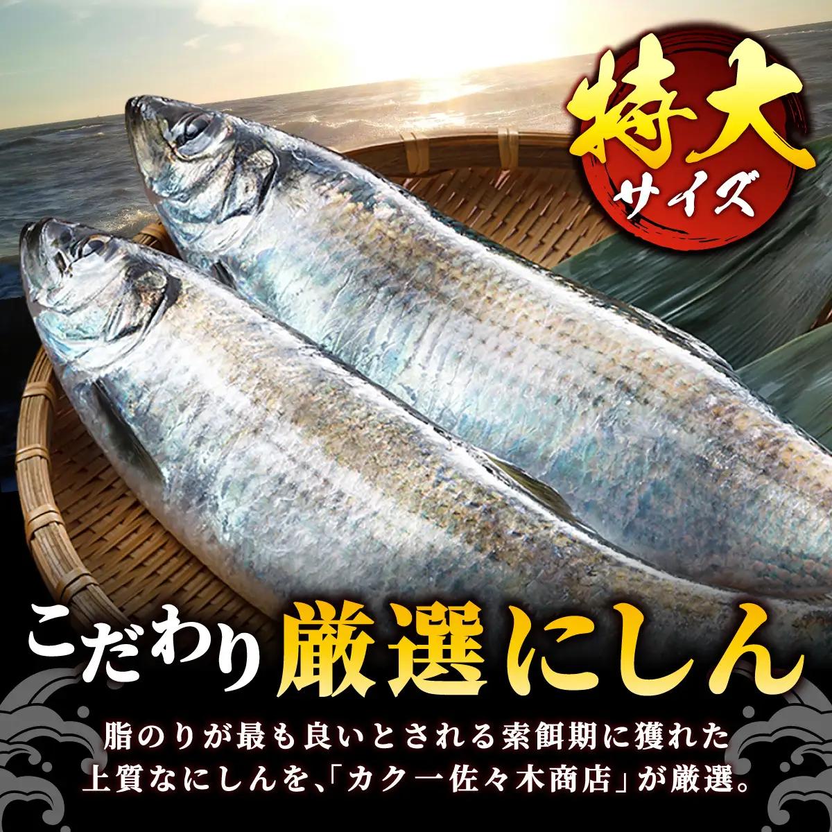 身欠きにしん一夜干し　特大サイズ　真空パック３枚入×５パック