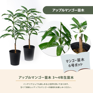 1月上旬～発送【観葉植物】アップルマンゴー苗木2本セット 6号鉢(前園植物園/045-1361) 南国鹿児島県で育った 観葉植物！植物 鉢付 インテリア 室内 オフィス おしゃれ プレゼント ギフト 