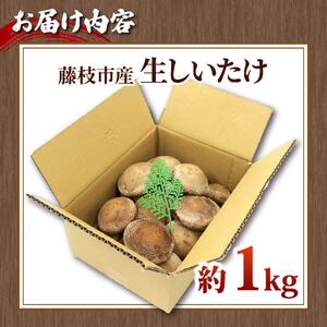 生 しいたけ 約1kg 前田きのこ園 椎茸 シイタケ 肉厚 ジューシー きのこ 茸 キノコ 温室栽培 手作業 旨味 たっぷり 香り 冷凍保存で旨味アップ 人気 野菜 静岡県 藤枝市