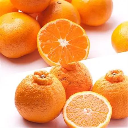 【発送月固定定期便】季節の柑橘定期便A【フルーツ定期便】【和歌山県有田】全3回【4011702】