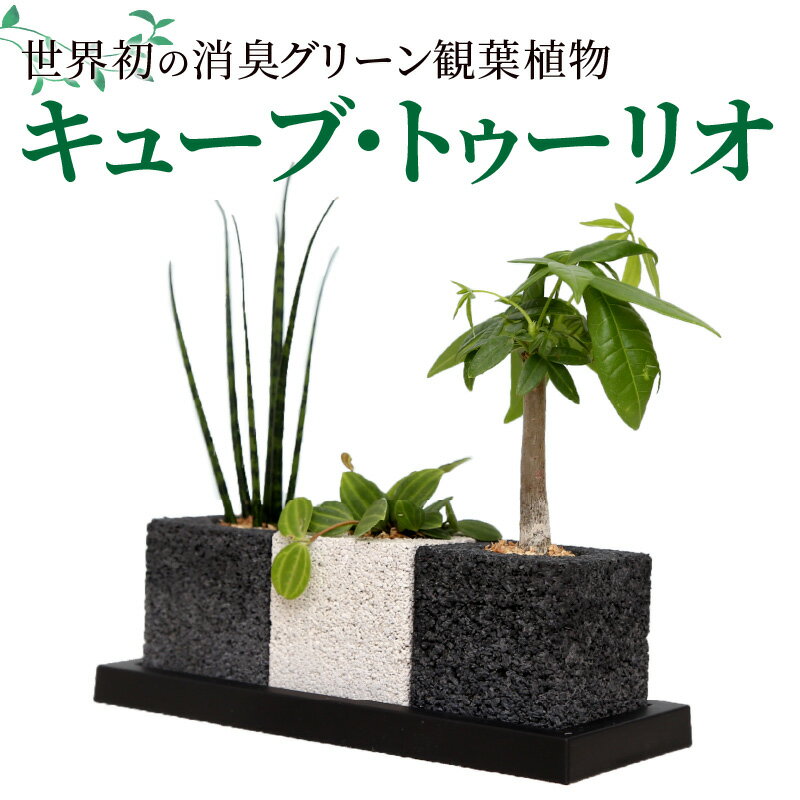 【ふるさと納税】観葉植物 キューブ トゥーリオ インテリア 世界初 消臭グリーン 国産 自然素材 サンスベリアファーンウッドミカド ぺぺロミアアングラータ パキラ 植物 オシャレ シンプル 土を使わない クリーン ハイブリッド消臭 竹炭 吸着効果 熊本県 天草市 送料無料