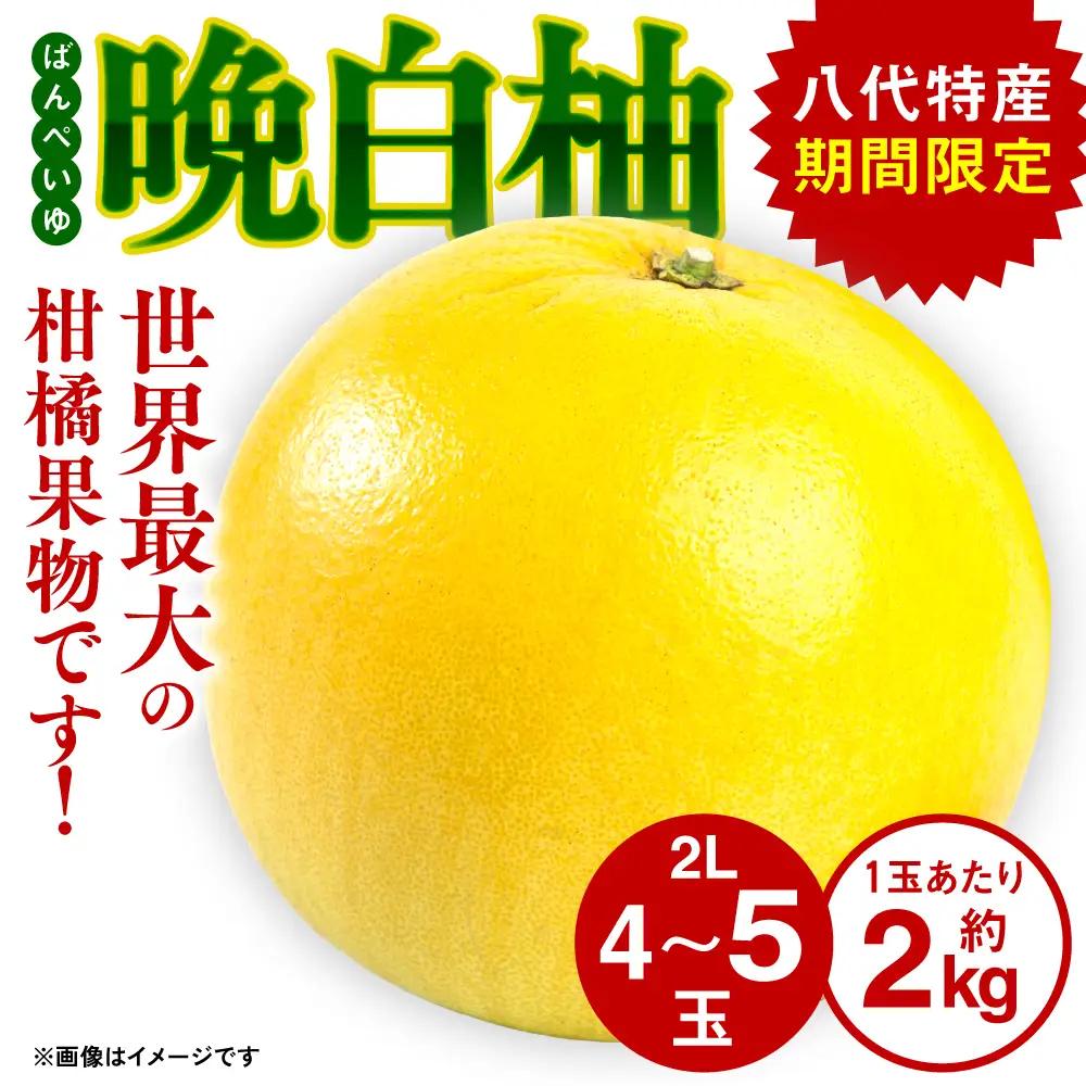 【先行予約】熊本県八代市産 晩白柚 （ばんぺいゆ） 2Lサイズ(約2kg)×4玉～5玉 柑橘 【2026年12月上旬より順次発送】