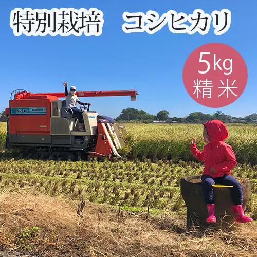 特別栽培 コシヒカリ 精米５kg No.299