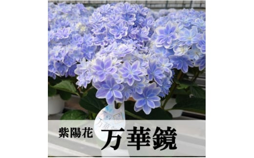 ＜お届け:2026年4月下旬より開始＞アジサイ「万華鏡」5号鉢【1395265】