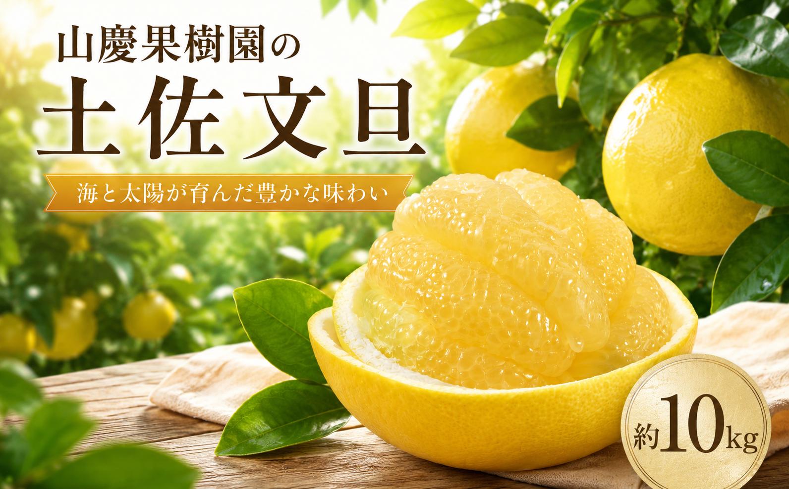 
                  土佐文旦 選べる  10kg  家庭用 贈答用 文旦 ぶんたん みかん 高知 フルーツ スイーツ 蜜柑 お裾分け デザート 柑橘 ジャム お菓子 山慶果樹園 宿毛市 高知県 
                