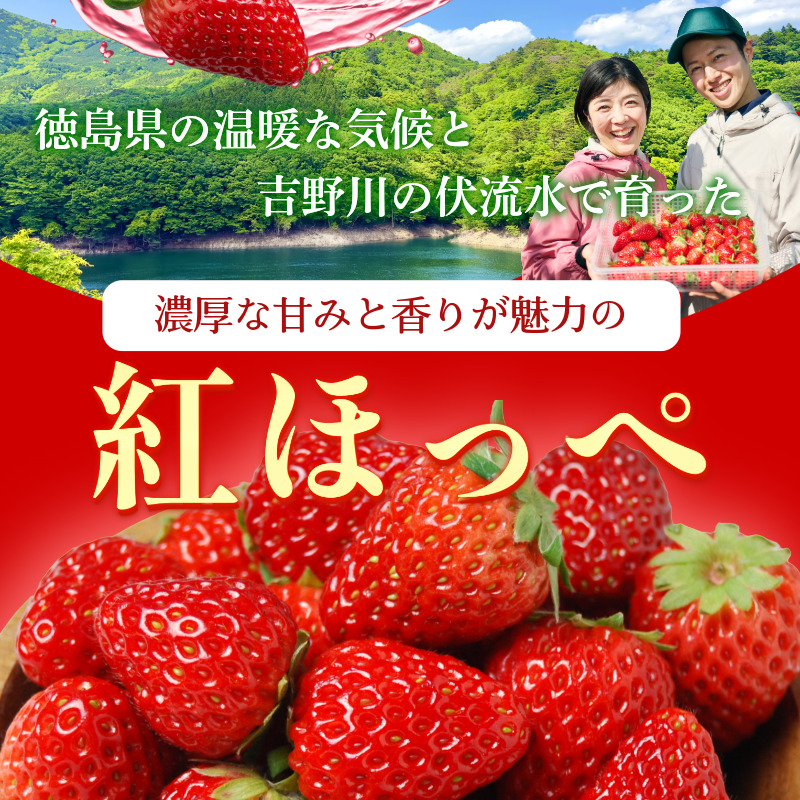 【 先行予約 】 いちご 1kg 紅ほっぺ 苺 イチゴ ストロベリー 数量限定 徳島県産 strawberry ichigo itigo 2月上旬より順次出荷 徳島県 9000 9000円 一万以内 