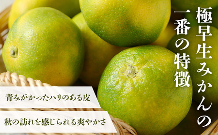 みかん 極早生みかん 秀品 内容量 3kg 日本フルーツ株式会社《2025年9月上旬-10月末頃出荷》熊本県 荒尾市 早生みかん 果物 フルーツ スイーツ デザート ギフト ご贈答