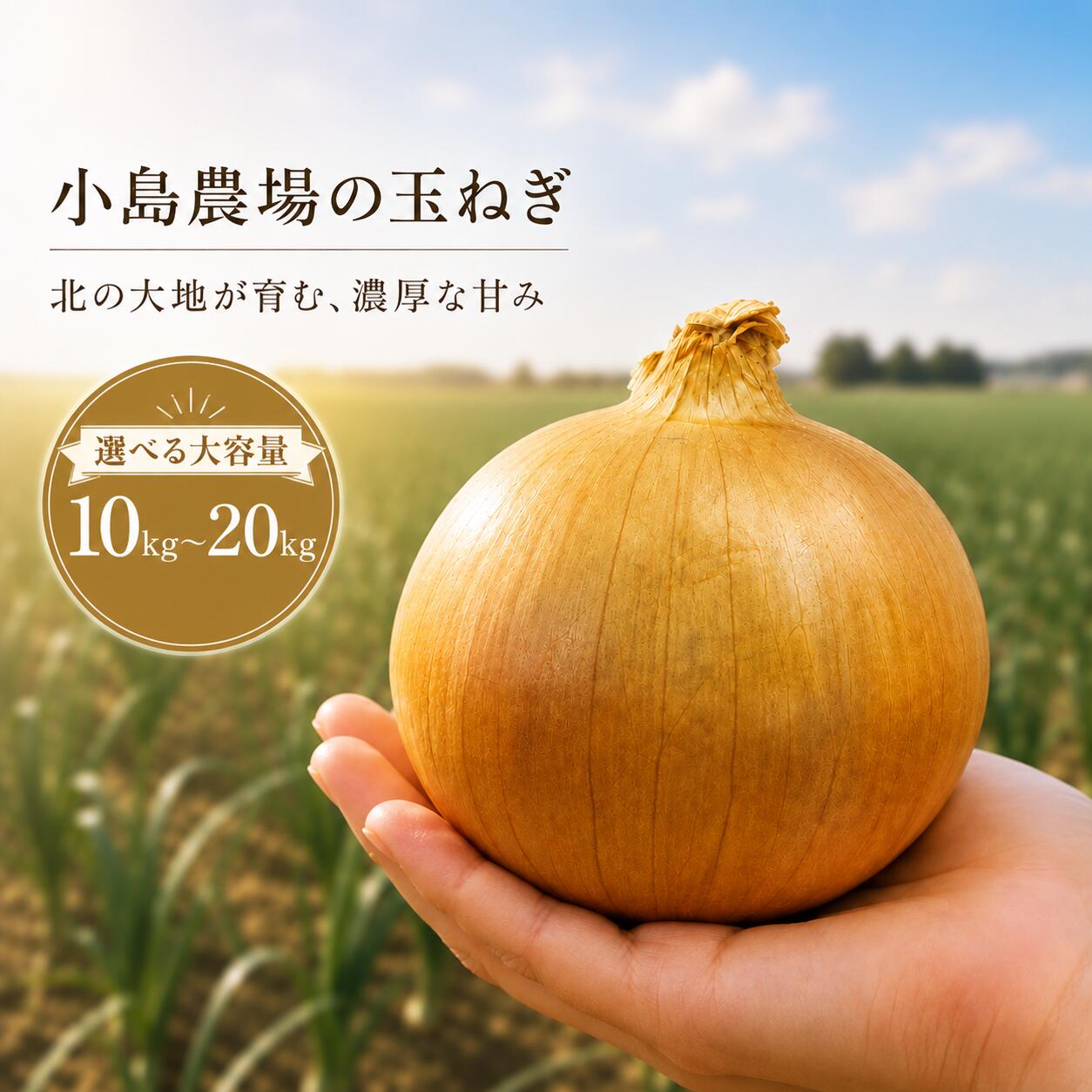 【ふるさと納税】北海道美幌町産玉ねぎ10kg～20kg 小島農場たまねぎ
