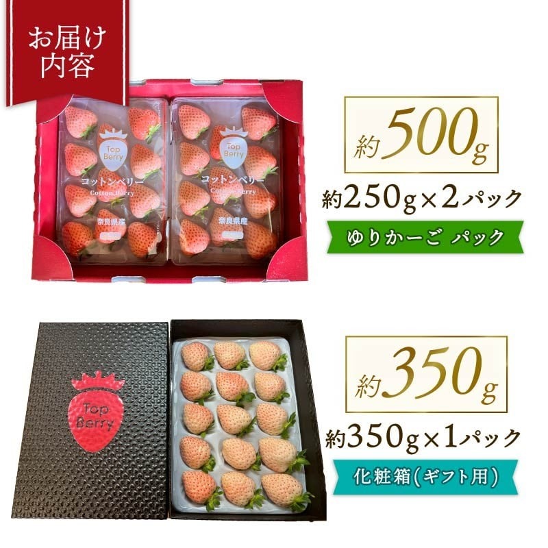 【数量限定】 2026年発送 苺 いちご コットンベリー 2パック 約500g (250g×2P) ゆりかーご 冷蔵 小分け 果物 スイーツ デザート くだもの フルーツ ベリー ふるさと納税 いちご