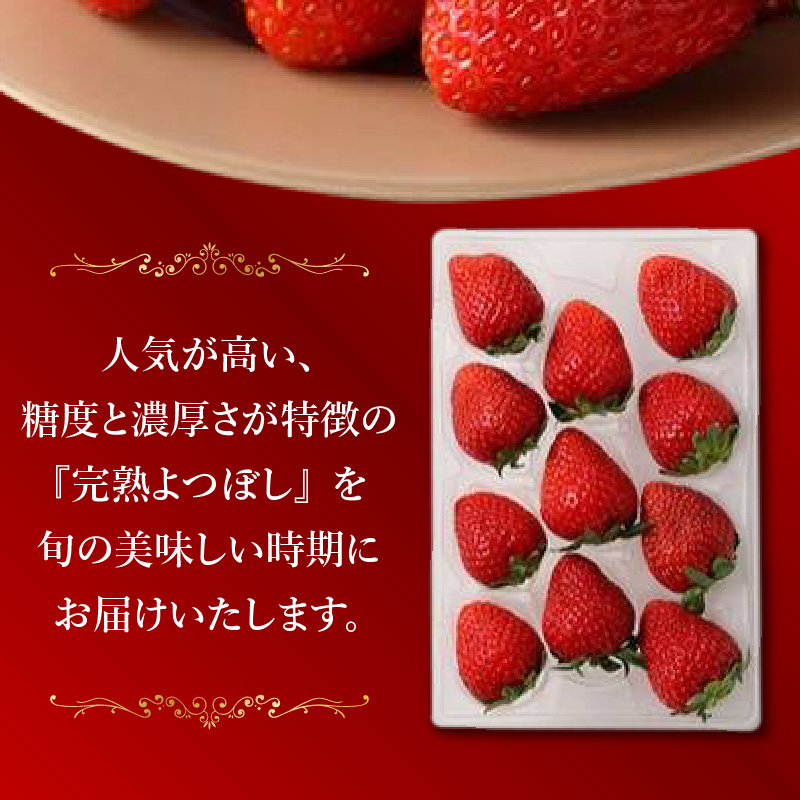 池田農園の特別栽培完熟よつぼし　250g×4パック_池田農園 特別栽培 完熟 よつぼし 250g × 4パック 濃厚 甘い 安心安全 栄養価が高い 福岡エコ農産物 いちご 果物 フルーツ スイーツ い
